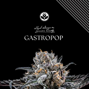 Floracal - 4.2G - GASTRO POP - PREMIUM INDOOR