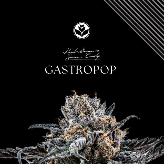 Floracal - 4.2G - GASTRO POP - PREMIUM INDOOR Main Image