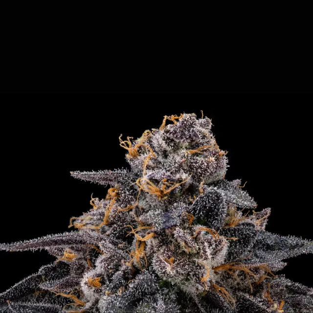 Floracal - 1/8 OZ- JULIUS- PREMIUM INDOOR Main Image