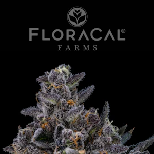 Floracal - 1/8 OZ- APPLE TART- PREMIUM INDOOR