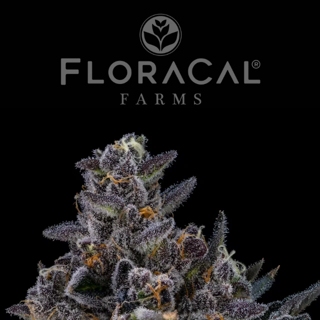 Floracal - 1/8 OZ- APPLE TART- PREMIUM INDOOR Main Image