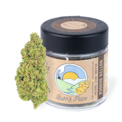 1/8 OZ- NUTTER BUDDER- SUN GROWN