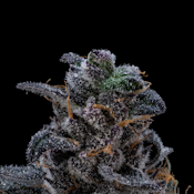 1/8 OZ- LA KUSH CAKE- PREMIUM INDOOR