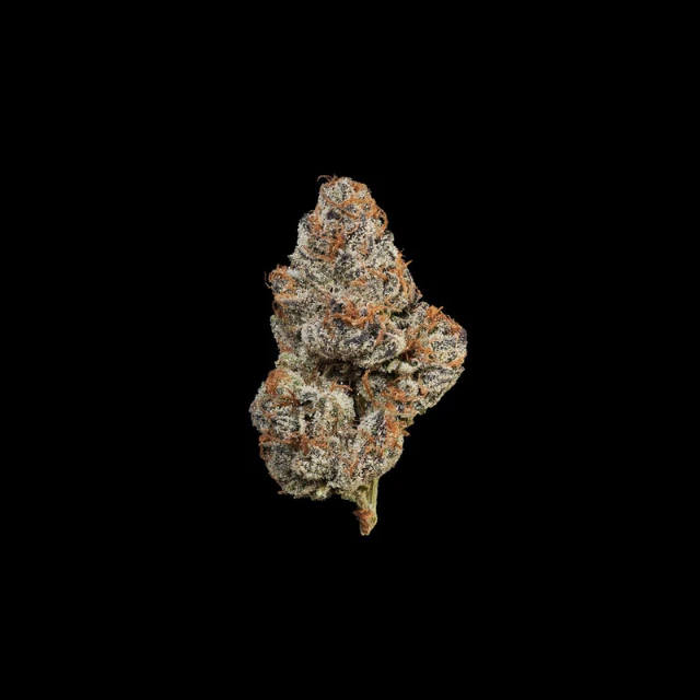 Maven - 1/8 OZ- CHERRY GAS- PREMIUM INDOOR Main Image