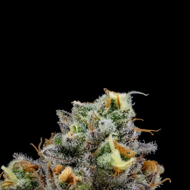 Floracal - 1/8 OZ- BANANAS FOSTER- PREMIUM INDOOR Main Image